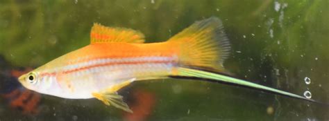 Neon Orange Swordtail Trins Tropical Fish