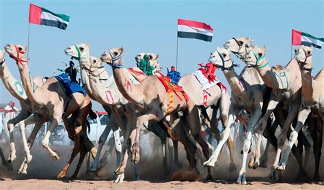 Carrera de camellos el deporte símbolo de Qatar que interesa más que