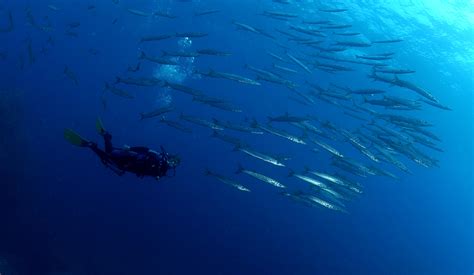 Pack Especial Parejas Snorkel Con Lancha En La Reserva Marina Y Ruta