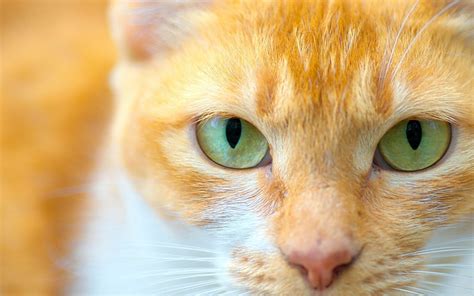 fábrica antena Alfabeto a los gatos les cambia el color de ojos cómodo agrio Vacaciones