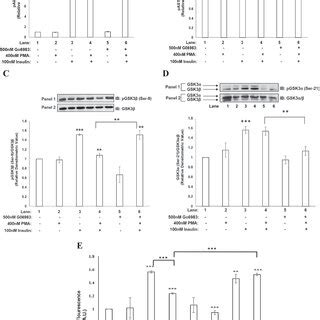 PKC Inhibition Improved Insulin Sensitivity Differentiated N2a Cells