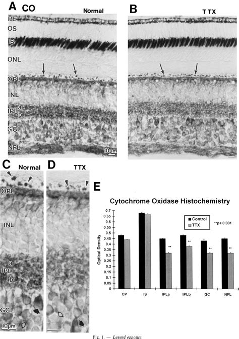 Figure 1 From Neurochemical Organization Of The Macaque Retina Effect Of Ttx On Levels And Gene