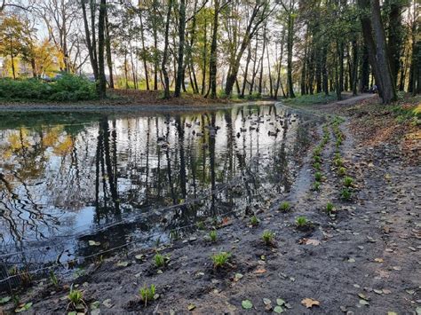 Brwinów Staw w Parku Miejskim w nowej odsłonie 1 etap renowacji