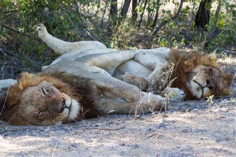 Two Male Lions Panthera Leo Cuddling Hugging And Sleeping Together