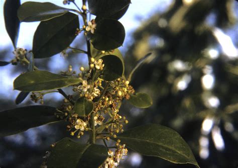 Ilex Vomitoria Aquifoliaceae