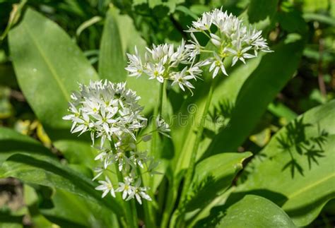 Wild Garlic Allium Ursinum Or Ramsons White Fragrant Very Small Flowers