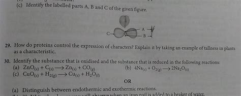 C Identify The Labelled Parts A B And C Of The Given Figure 29 How Do