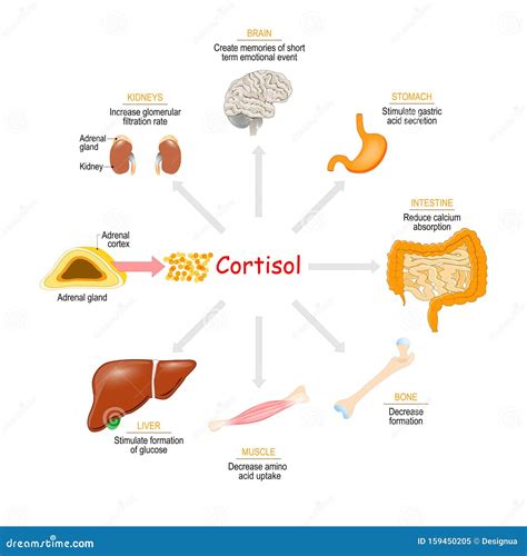 Cortisol Hormone Health Effects Stock Vector Illustration Of