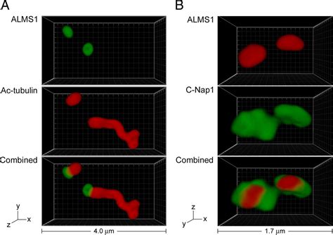 Centriolar Association Of Alms1 And Likely Centrosomal Functions Of The