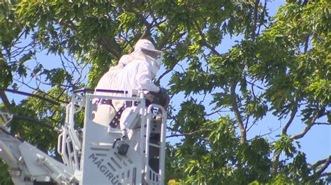 Feuerwehr Einsatz Wegen Bienen Schwarm In Kleve