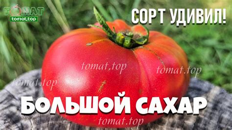 Томат Большой сахар от Аэлиты. Давно не было такого восторга от сорта с ...