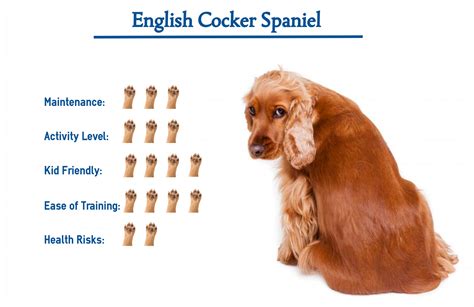 English Cocker Spaniel Dog Breed… Everything You Need to Know at a Glance!