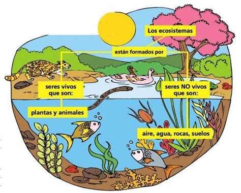 C Mo Funciona Un Ecosistema Ecosistemas