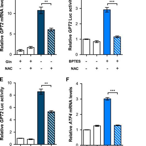 Mitochondrial Gln Metabolism Inhibition Induces Gpt2 Via Ros Atf4 Download Scientific Diagram