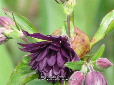 Photo Of The Bloom Of Columbine Aquilegia Vulgaris Black Barlow