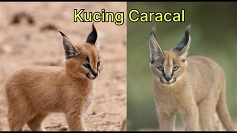 Fakta Menarik Kucing Caracal Kucing Yang Ahli Kamuflase Faktaunik