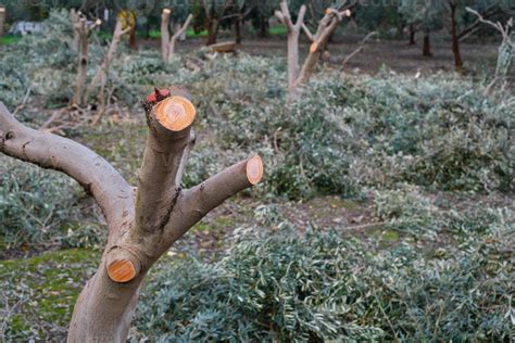 Pruning of olive trees, focus on pruned olive trunk, caring for orchard ...