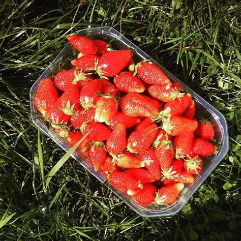 Cueillette de fraises à la ferme des Authieux nous en avons embarqué