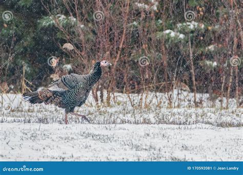 Wild Turkey Walking In Field Near Forest Under Light Snow Flurry Stock
