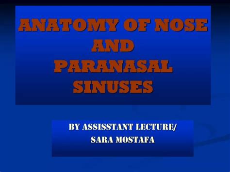 Ppt Anatomy Of Nose And Paranasal Sinuses Powerpoint Presentation Free Download Id9641201