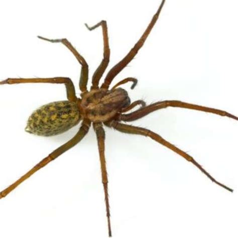 giant house spider ireland - Joanie Fryer
