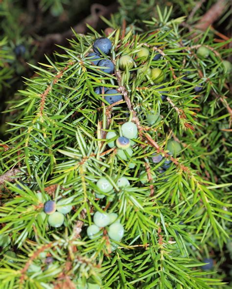 Common Juniper Woody Plants Of Calgary BioDiversity4All