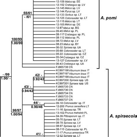 Maximum Likelihood Ml Tree Showing Phylogenetic Relationships Among Download Scientific