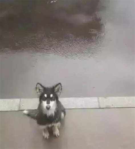 二哈犯錯被關門外，突然下「傾盆大雨」，鏟屎官開門一看瞬間心酸 每日頭條