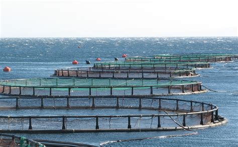 Dutch Aquaculture Experts Business And Knowledge Platform For Aquaculture