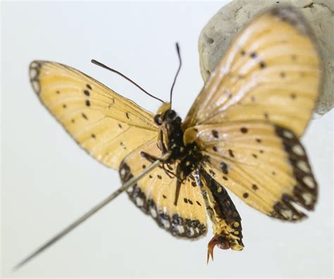 The Complicated Sex Lives Of Butterflies