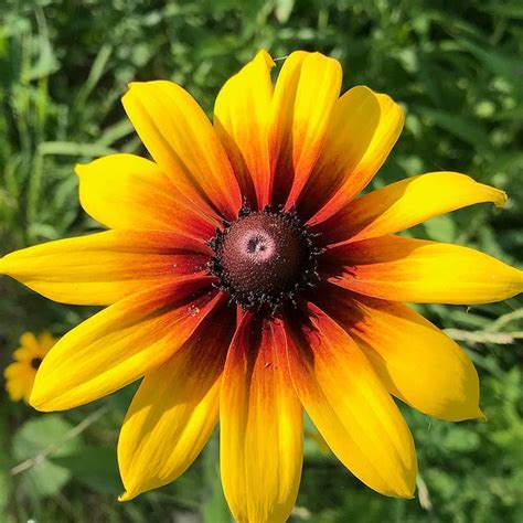 Qauzuy Garden Seeds Oif Gloriosa Daisy Indian Summer Rudbeckia