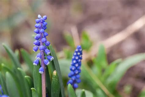 Liriope Muscari Soorten En Hun Verzorging MijnPlant