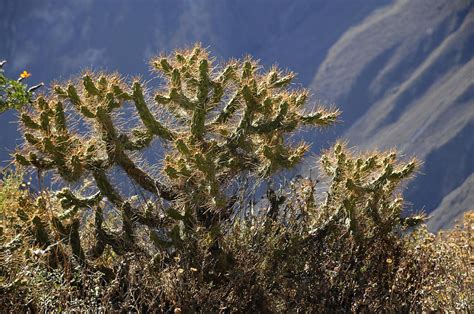 Colca Canyon Cruz Del Condor Cactus Colca Canyon Pictures