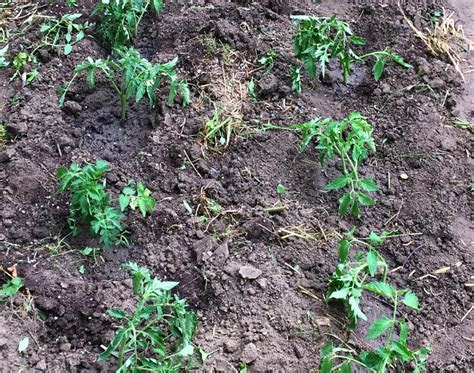 How Far Apart Do You Plant Tomato Plants My Tomato Garden