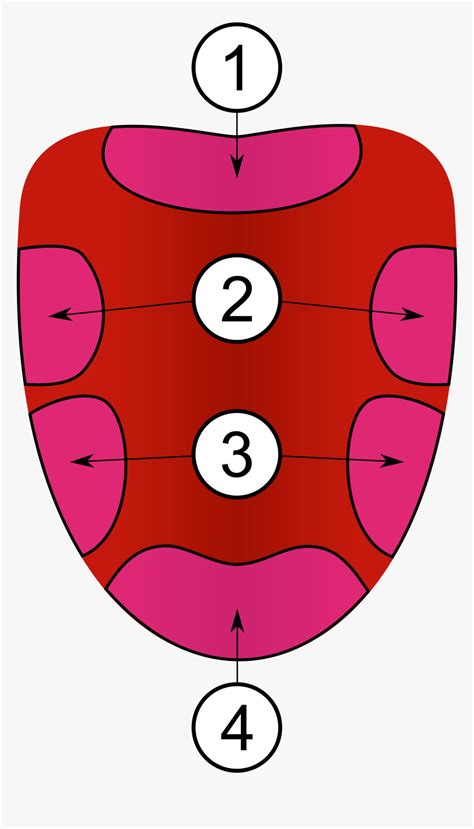 Labelled Diagram Of Tongue Showing Taste Buds