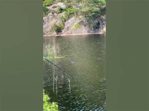 Окунь 30см на флопер🎣#shorts #рибалка - YouTube