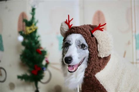 The Best Christmas Costumes For Your Dog • FamilyApp