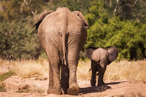 Secrets Of The Elephants Live Weekendspecial