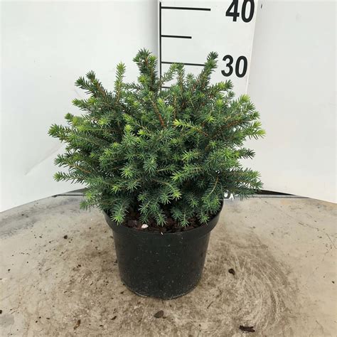 Picea abies 'Nidiformis' - Van Poecke & Zn