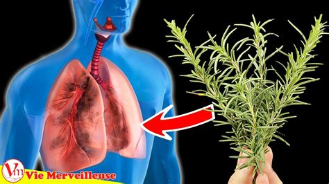 Liminer Le Mucus Des Poumons Et Calmer La Toux Avec Cette Herbe Youtube