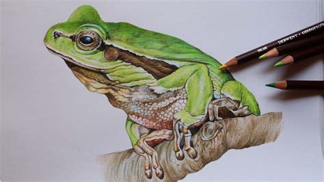 Green Tree Frog Original Colored Pencil Art Portrait - craibas.al.gov.br