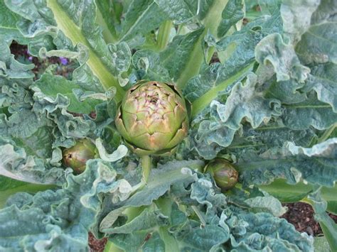 What Does A Mature Artichoke Plant Look Like At Diane Kruse Blog