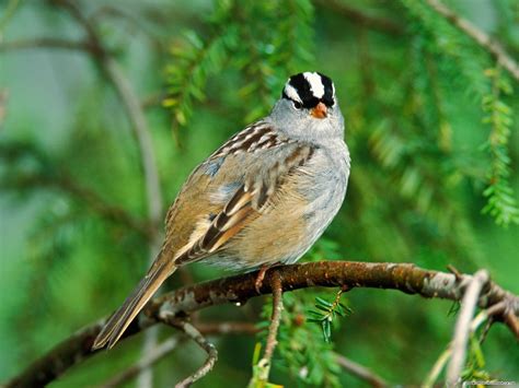 White Crowned Sparrow Pets