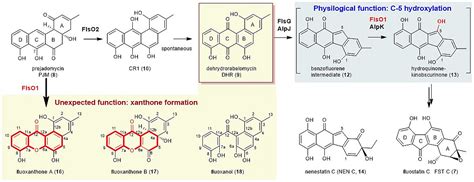 Unveiling The Enzymatic Mechanism For Xanthone Formation In