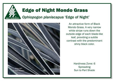 Ophiopogon planiscapus 'Edge of Night' - Iseli Nursery