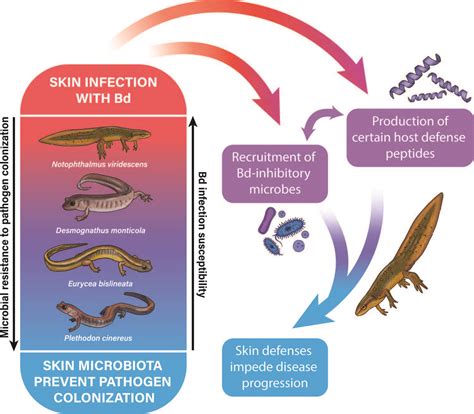 Skin Bacterial Diversity And Mucosome Function In Appalachian Salamanders