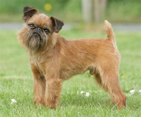 El Grifón De Bruselas Es Un Perro Pequeño De Cuerpo Corto Y Rechoncho