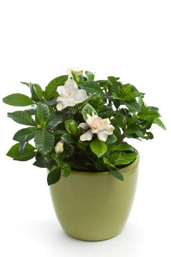 Gardenia as a Houseplant— A Guide for Beginners in Growing and Caring Gardenia Indoors!