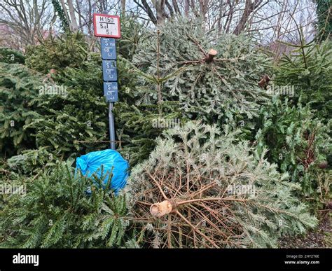 Pile Of Freshly Cut Pine Trees To Use As Christmas Tree Stock Photo Alamy