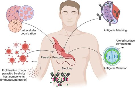 Frontiers Uncovering The Diversity Of Pathogenic Invaders Insights Into Protozoa Fungi And